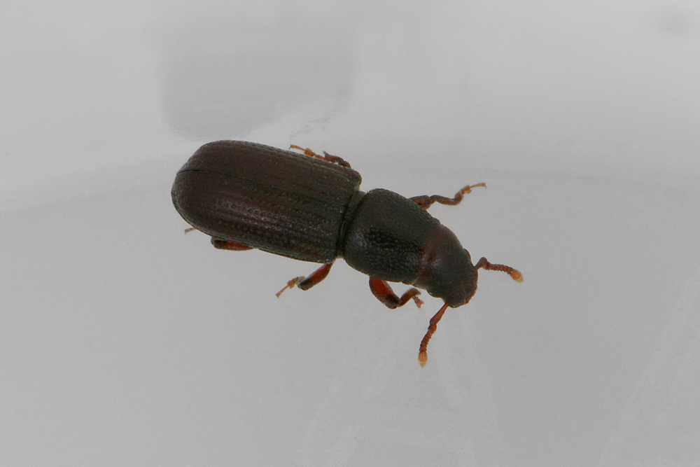 Rhyncolus punctatulus - Curculionidae